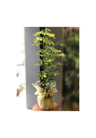 Videolu Çift Dal Alacalı Şeflera Çiçeği 50-80 Cm Saksılı Iç Mekan Bitkileri Schefflera