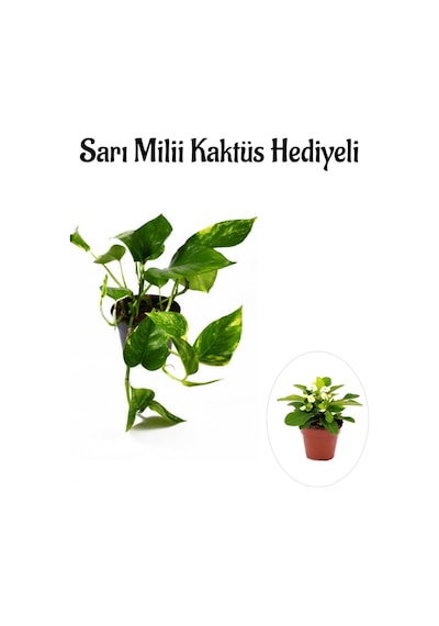 Pothos Alacalı Salon Sarmaşığı Kadınlar Gününe Özel Sarı Milii Hediyeli