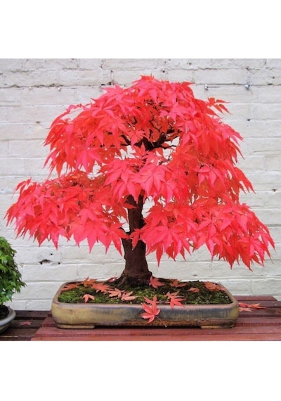 Bodur Bonsai Acer Rubrum Ağacı Tohumu Kırmızı Akçaağaç Tohumu 5 Adet Tohum..