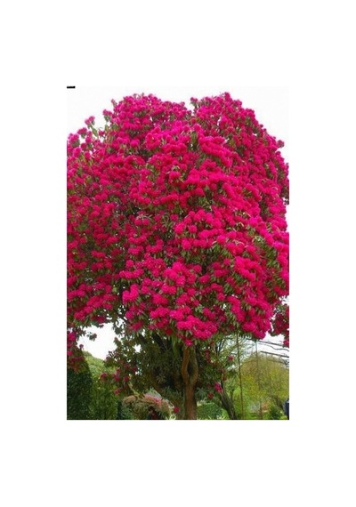 Kırmızı Oya Ağacı Fidanı 1. Kalite 60 80 Cm Tüplü Yeşil Yapraklı Bol Çiçekli