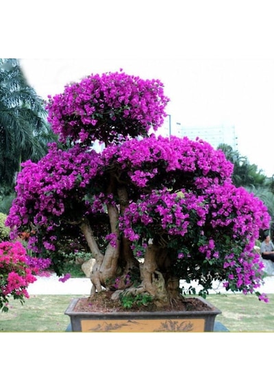 Bodur Bonsai Erguvan Ağacı Tohumu 5 Adet Tohum..