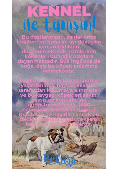 Petjoo 16.Kennel Mavi-Pembe Qr'lı Köpek Künyesi