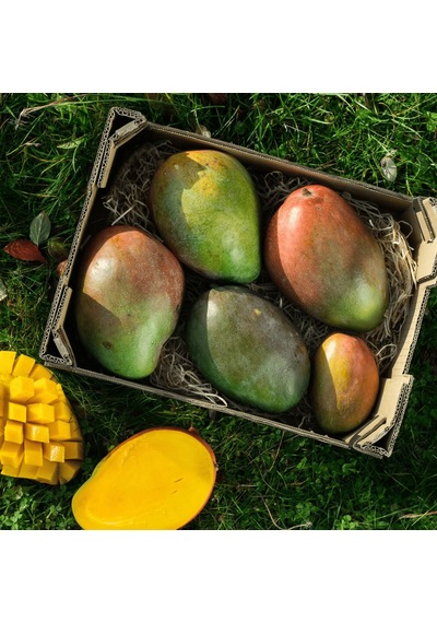 Aşılı Keitt Mango Fidanı - 2 Yaş - Tüplü 60-70 Cm - Lifsiz Dev Meyveli Tropikal Meyve Ağacı