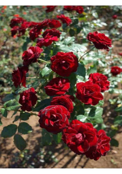 Yediveren Bodur Gül Koyu Kırmızı 15 30 Cm 2 Adet Tüplü Aşılı Gül Dark Red Rose