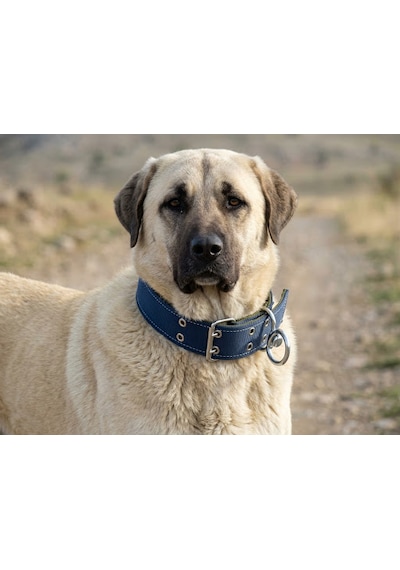 İri Ve Büyük Cinsler İçin Kanğal Köpek Tasması 80x5 Cm Lacivert