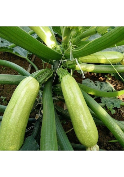 Beyaz Kabak Tohumu 10 GR Paket