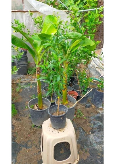 Melisa Çiçeği Parfüm Çiçeği Fidanı 10-20 Cm
