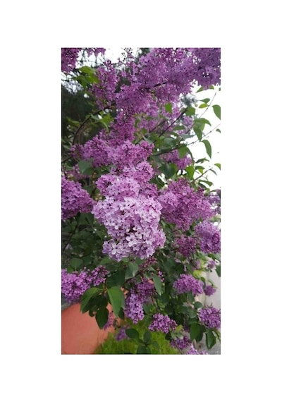 Zarif Mor Oya Ağacı Fidanı 10-20 Cm
