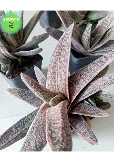 Gasteria Little Warty Variegated 1 Adet