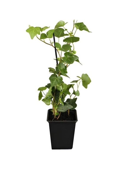 Hedera Helix Duvar Sarmaşığı 1 Adet Saksılı 30-50cm+yeşim Para Çiçeği