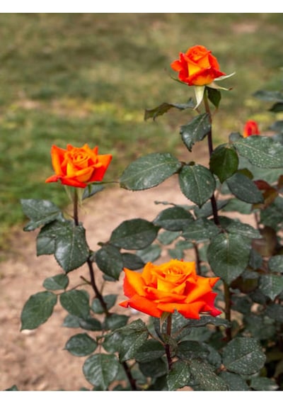 Turuncu Orange Pompon Yediveren 30 65cm Saksılı Aşılı Gül Orange Rose