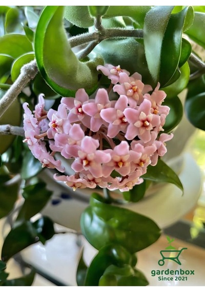 Mum Çiçeği Pembe Renk 10-20cm Saksılı Özel Tür