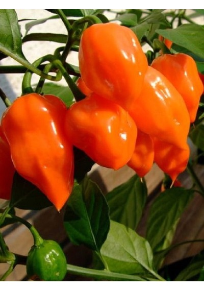 Francısca Habanero Pepper / 400.000 Scoville - Gerçek Taze Acı Biber