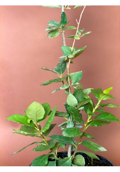 Aronya Aronia Melanocarpa 76 Cm Saksılı Meyve Fidanı