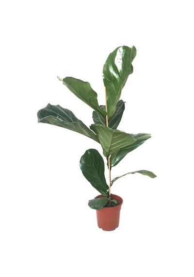 Ficus Lyrata (Keman Yapraklı Kauçuk Çiçeği) Ø17 CM Y80-90 CM