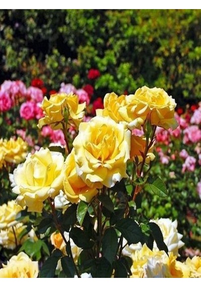 Videolu Sarı Renkli 1 Adet Bulgar Gülü Çiçeği Fidanı 30-60cm Saksılı Bulgarian Rose Sapling