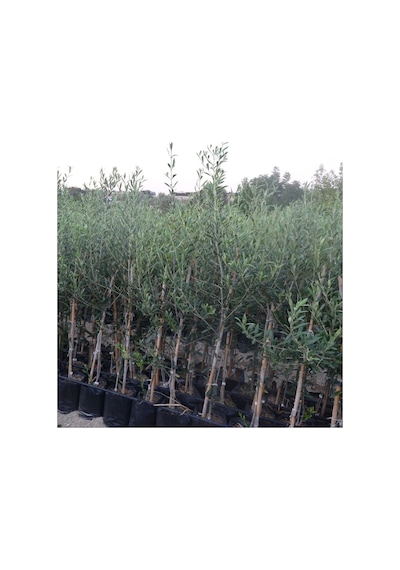 Tüplü Arbequina Bodur İspanyol Zeytin Fidanı 2 Yaş Meyve Verme Durumunda