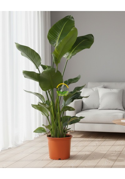Starliçe 3 Köklü - Cennet Kuşu - Strelitzia Nicolai 140-160cm