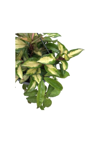 Hoya Carnosa 'Krimson Princess' (Mum Çiçeği) Ø17 CM Y40-45 CM