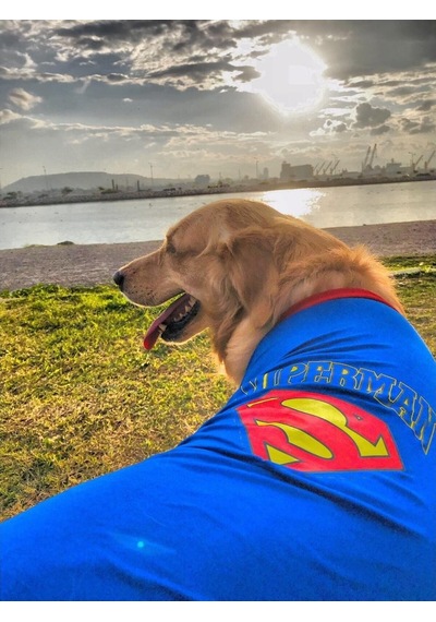 Kemique Superman Baskılı Büyük Irk Köpekler için Tişört Kemique Superman Baskılı Büyük Irk Köpekler için Tişört