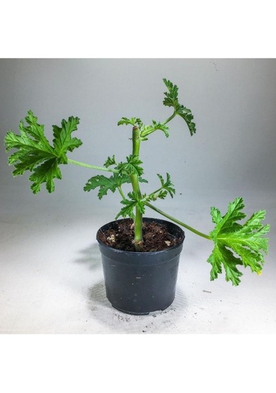 Pelargonium Graveolens - Itır Bitkisi Mis Kokulu 8.5 Cm Saksıda