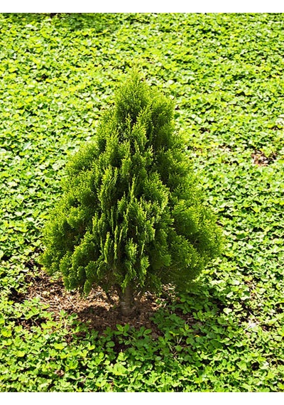 Videolu Leylandi Çit Bitkisi 10 25 Cm 10 Adet Tüplü Dış Mekan Bitkisi Cupressus Leylandii