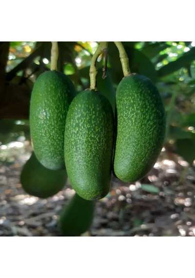 Bebek Avokado 1 KG