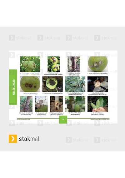 Ceviz Hastalıkları Kitabı - 2019 Yeni Baskı Selami Bayrak