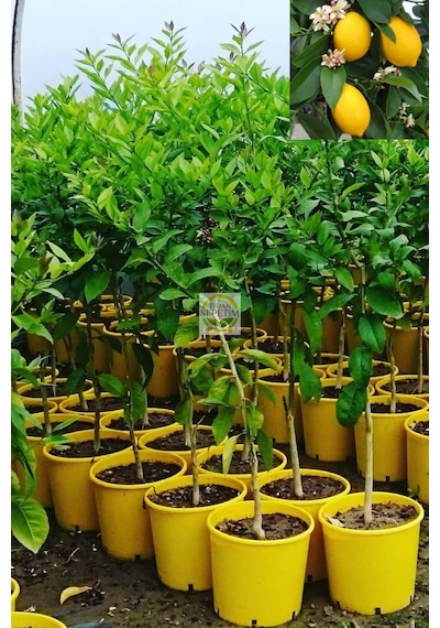 5 Yaş Aşılı 7 Veren Yediveren Mayer Limon Fidanı Üzeri Çiçekli