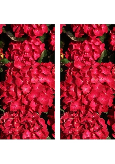 Videolu 2 Adet Kırmızı Çiçekli Ortanca Fidanı 25-40 Cm Saksılı Çiçekli Bodur Bitkiler Red Hydrangea