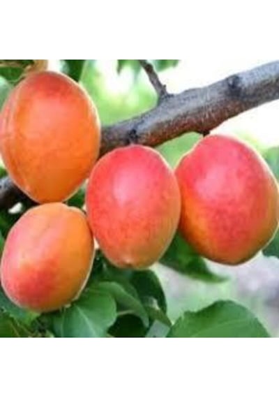 3 Adet Tohum Şekerpare Kayısı Bodur Bonsai Ağaç Tohumu Sürpriz Hediye Tohum..