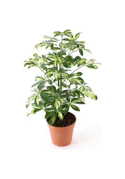Şeflera 5 Parmak Bitkisi Schefflera Çiçeği Tek Gövdeli 50-70 Cm