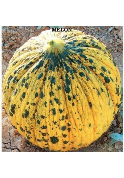 Doğal Altınbaş 637 Kavun Tohumu 4 Gram 1 Paket
