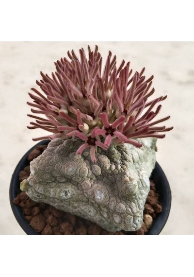 10 Adet Pseudolithos Cubiformis Succulent Tohumu