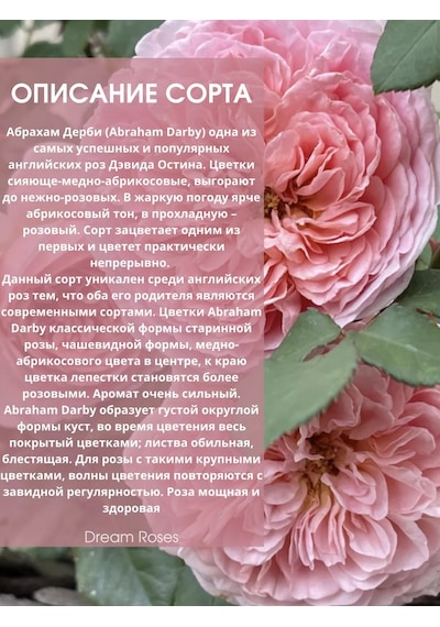 Dream Roses Gül Fidanı Abraham Derby 146353281