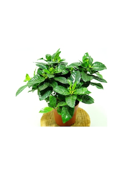 Videolu Anneler Gününe Özel Gardenya 30 40 Cm 1 Adet Saksılı Ofis Balkon Bitkisi Gardenia