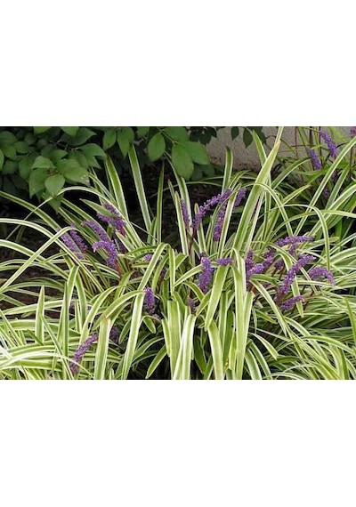 Çim Zambağı 20 Adet 'Liriope Muscari Variegata'