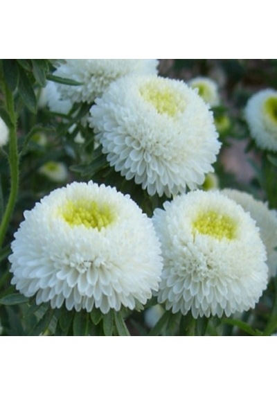 Pompon White Aster Çiçeği Tohumu 50 Tohum