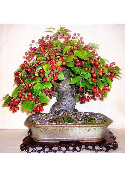 Bodur Bonsai Kiraz Ağacı Tohumu Tohumu 5 Tohum +Saksı+Toprak+Hedi