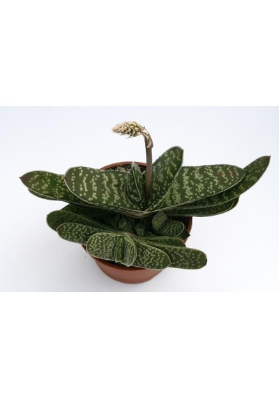 Serada Decor Plant Gasteria Pillansii Sukulent Bitki