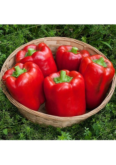 California Wonder Dolma Biber Tohumu