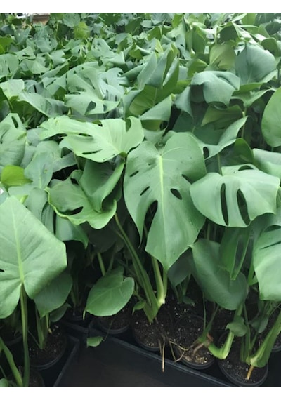 Monstera Deliciosa Deve Tabanı 30-60cm