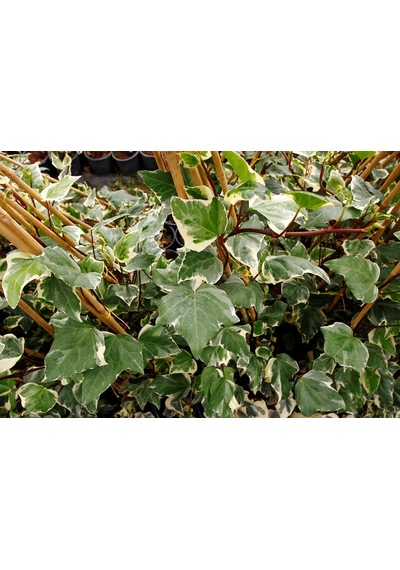 Hedera Sarmaşık 5 Adet - 1.5 Metre Sarılıcı Bitki N11.22977