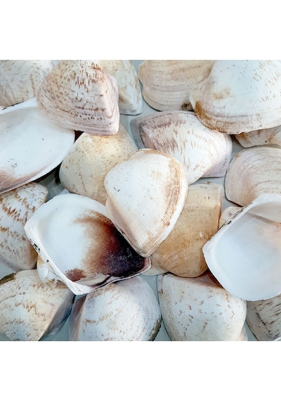 Giant Shells Brown Kiloluk Deniz Kabuğu 1 KG