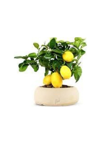 Bodur Hint Limonu Bonzai Ağacı Ekim Seti 5 Adet Tohum Saksı Toprak Kombin