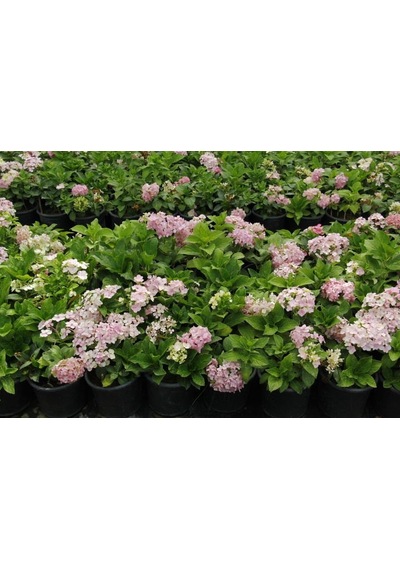 Ortanca Fidanı 3 Adet - Saksılı 20-40 Cm