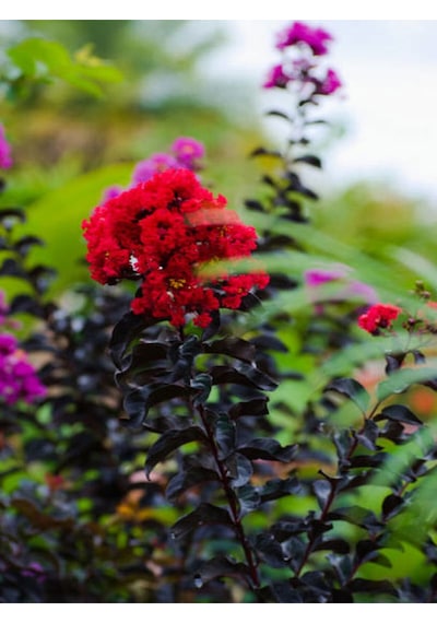 Videolu Kırmızı Çiçekli Oya Ağacı Fidanı 30 60 Cm 1 Adet Saksılı Dış Mekan Lagerstroemia Indica