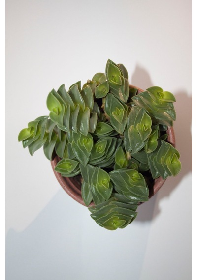 Callisia Navicularis Sukulent Tekli 5,5 Cm Saksıda Callisia Navicularis Sukulent Tekli 5,5 Cm Saksıda