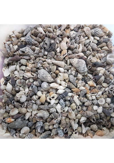 Karışık Minik Kiloluk Deniz Kabuğu Şişe Içi için 250 Gr