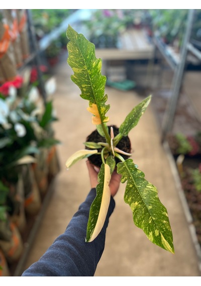 Philodendron 'Ring Of Fire' Ø12 CM Y20-25 CM